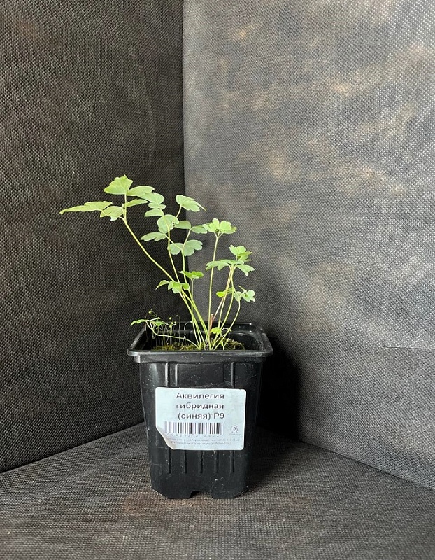 Аквилегия гибридная (синяя) 1 шт Р9